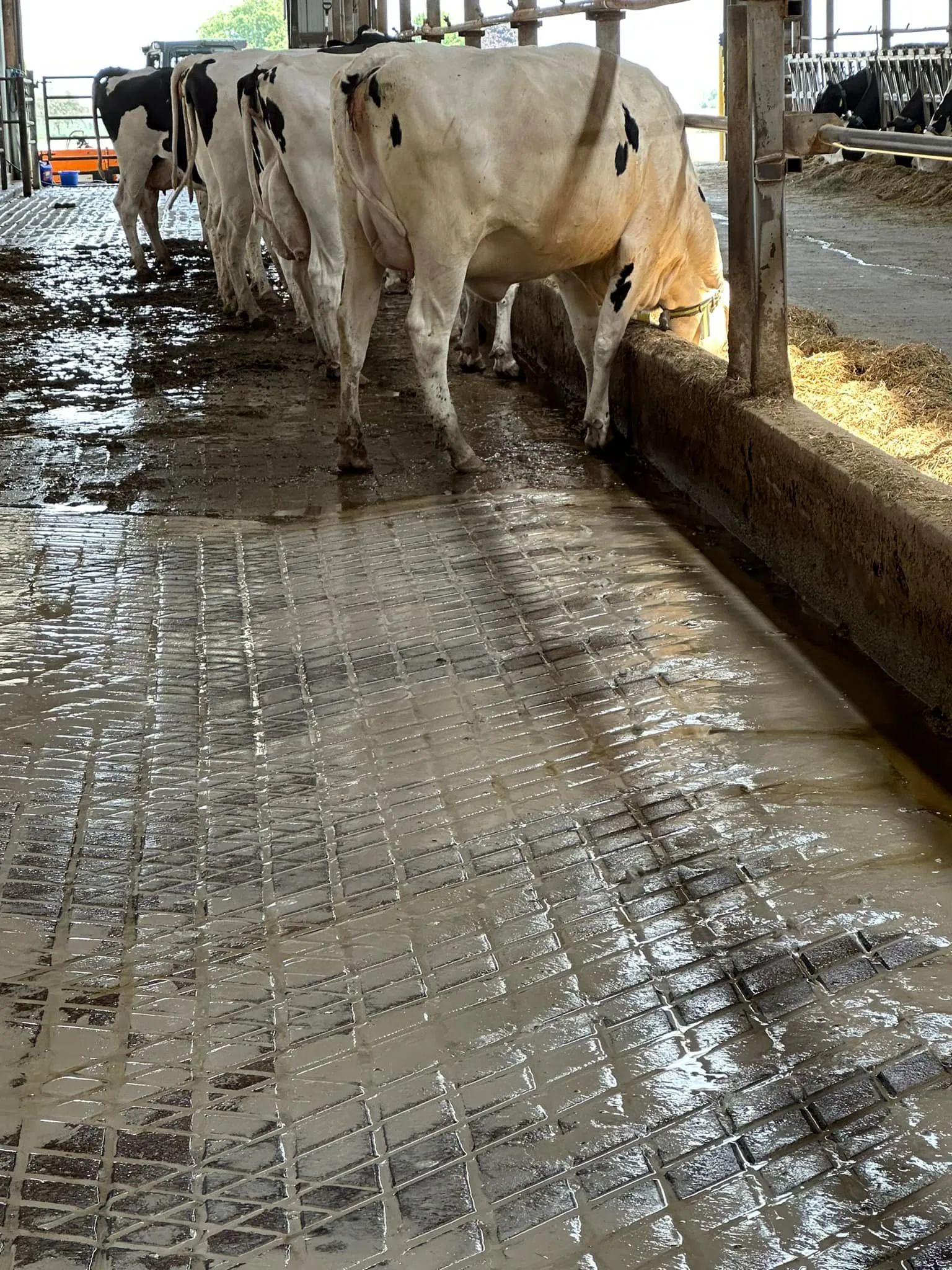Large dairy barn grooved floor