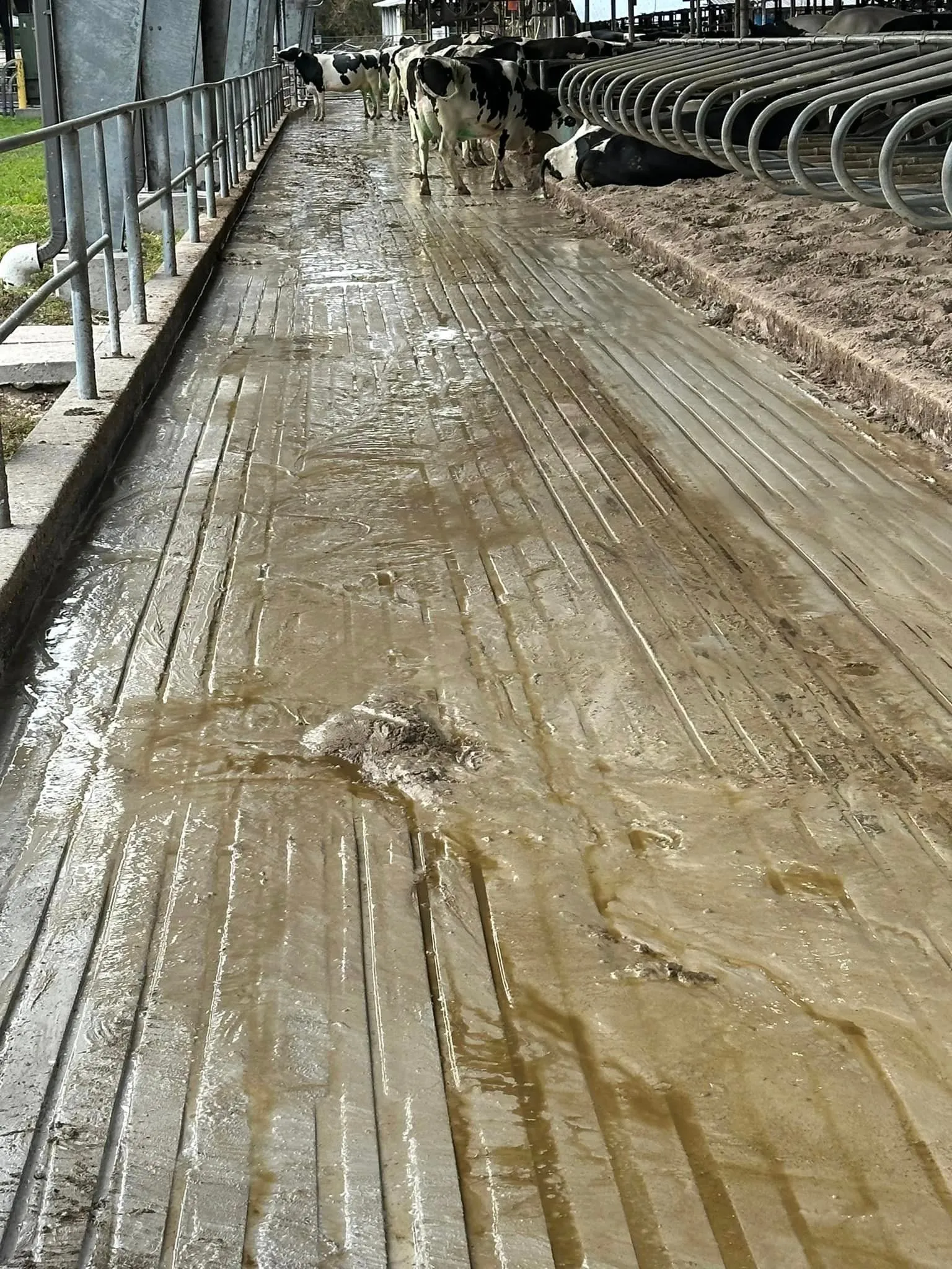 Barn floor grooving process