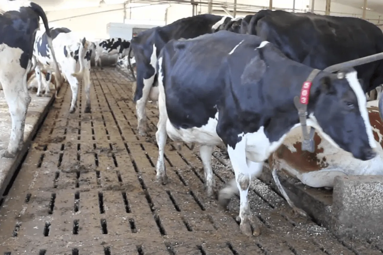 Straight concrete grooving in a dairy barn