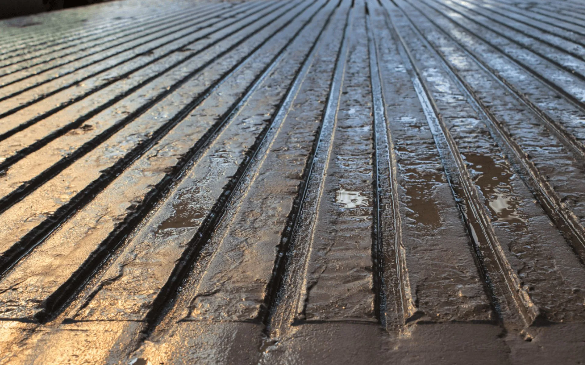 Cattle on finished grooved floor