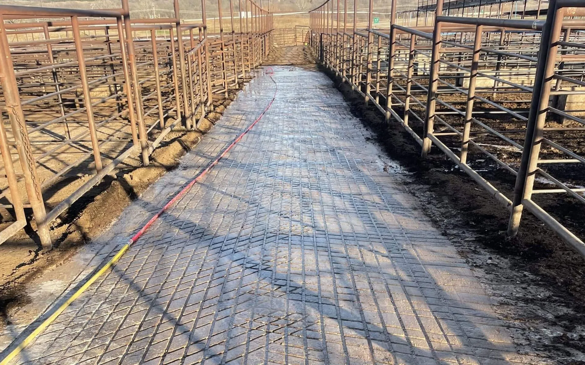 Concrete grooving in a dairy barn